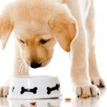 A cute Labrador Retriever eats food from a white dog bowl.