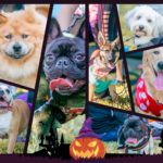 Petland_Puppies_Bow_Wow_Ween