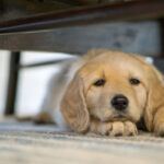 Golden Retriever puppy is bored while laying down under a table.