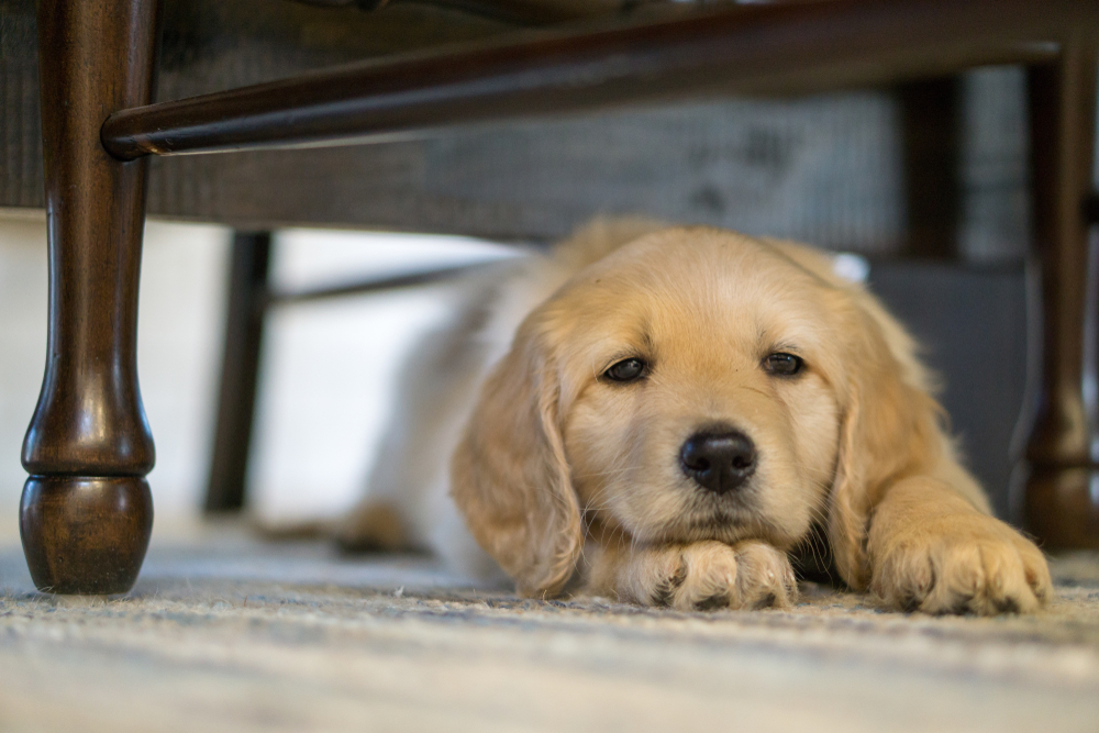 Golden Retriever puppy is bored while laying down under a table.