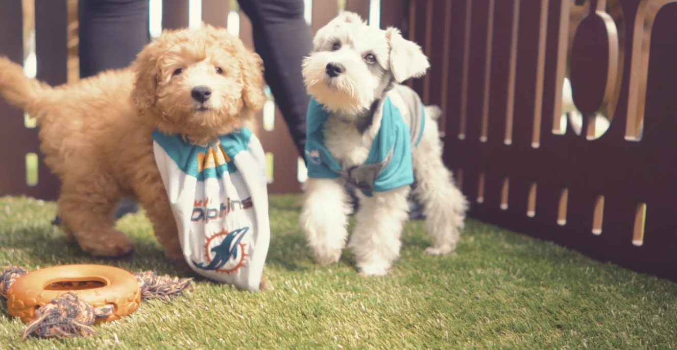 Goldendoodle_Mini_Schnauzer_Puppies_Petland