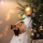 Jack_Russel_Terrier_Puppy_Petland