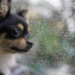Petland_Puppy_Chihuahua