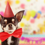 Chihuahua_Puppy_Petland