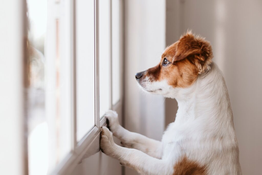 Petland Pembroke Pines picture of puppy staring out the window for their owner.