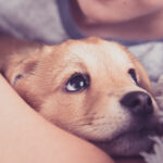 Petland_Golden_Retriever_Puppy