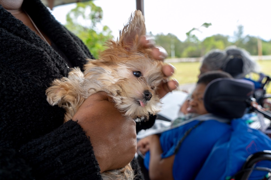 Petland_Puppies