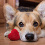Petland_Puppy_Pembroke_Welsh_Corgi