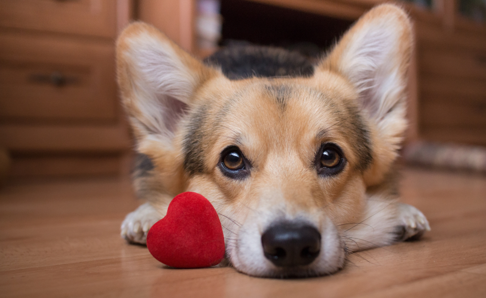 Petland_Puppy_Pembroke_Welsh_Corgi
