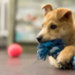 Petland_Puppy_Playing