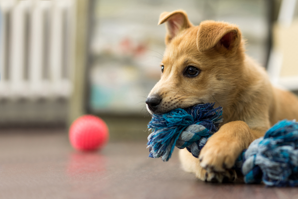 Petland_Puppy_Playing
