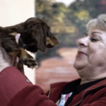 Brown_Dachshund_Puppy_Petland