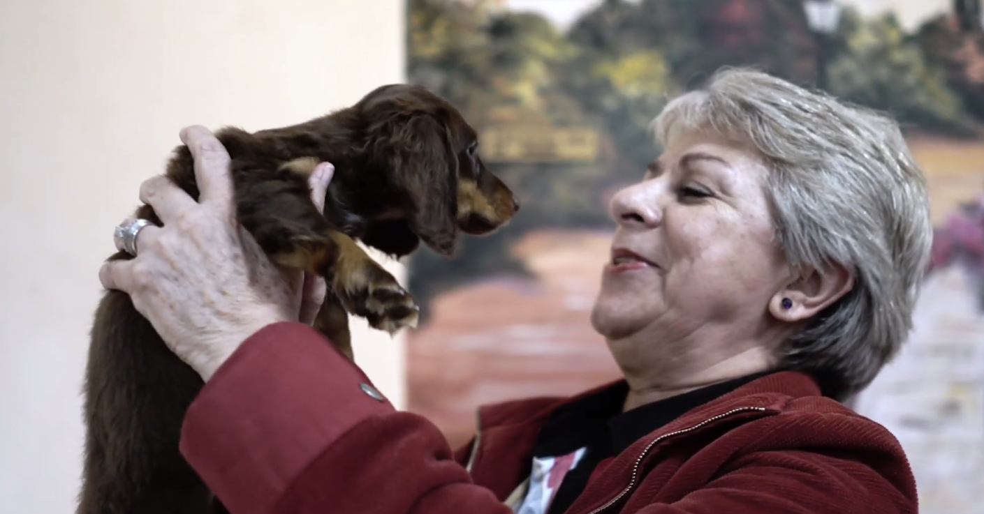 Brown_Dachshund_Puppy_Petland