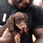 Chocolate_Dachshund_Puppy_Petland