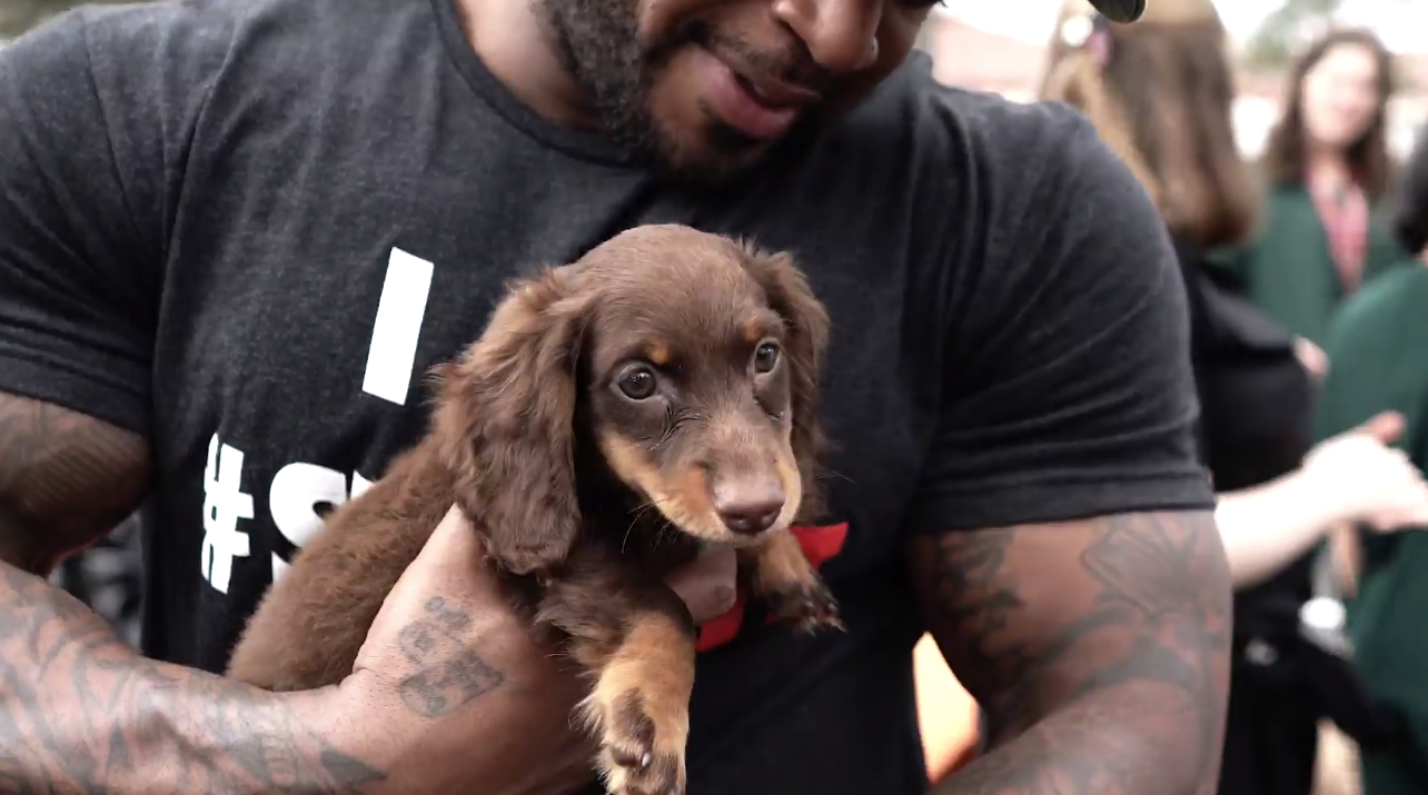 Chocolate_Dachshund_Puppy_Petland
