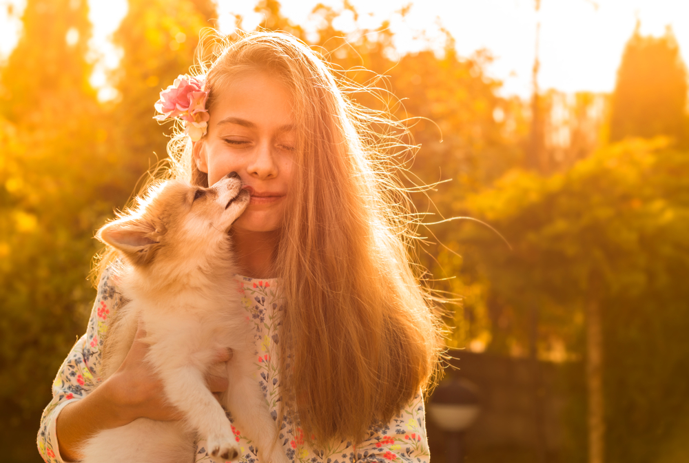 Pembroke_Welsh_Corgi_Puppy_Petland