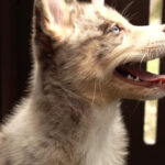 03.16.2019-Dog-day.00_00_30_11.Still001