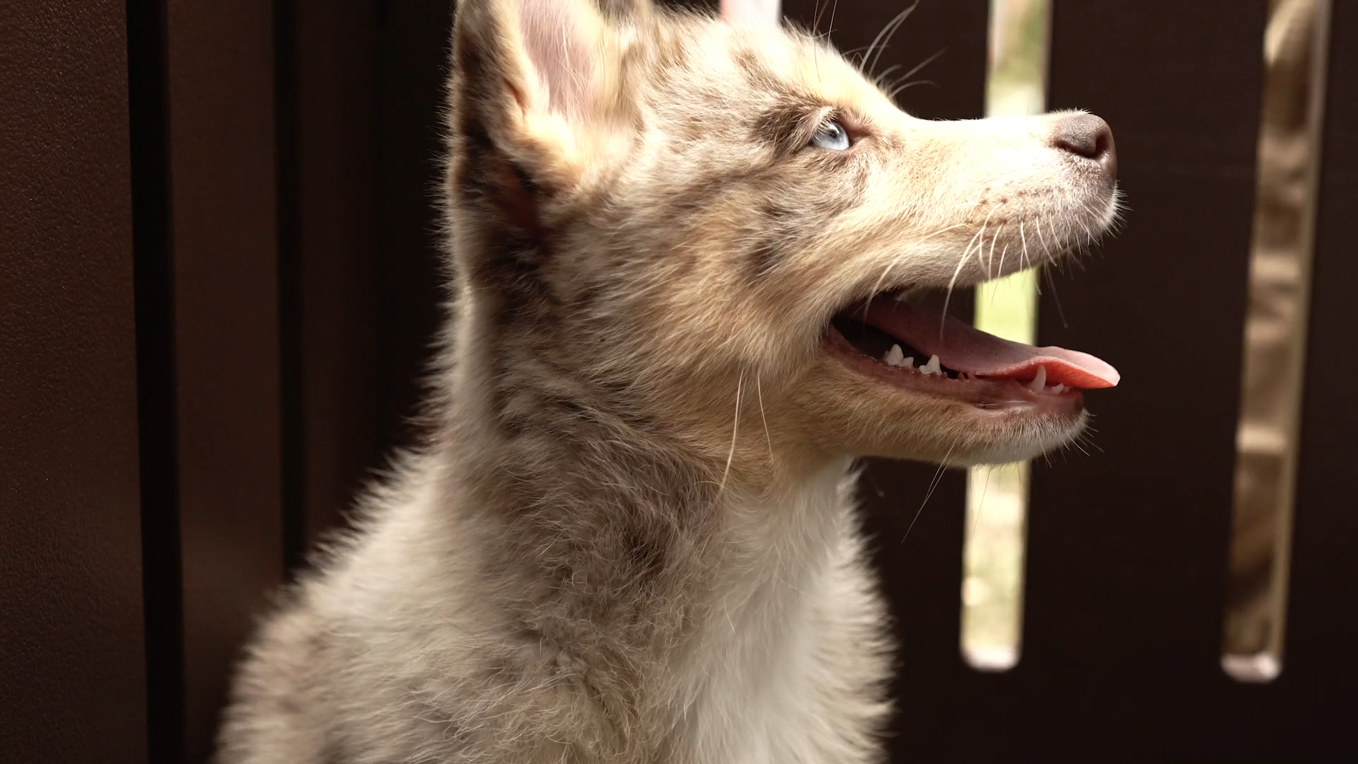 03.16.2019-Dog-day.00_00_30_11.Still001