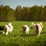 Petland Pembroke Pines picture of cute Golden Retrievers running in a field.