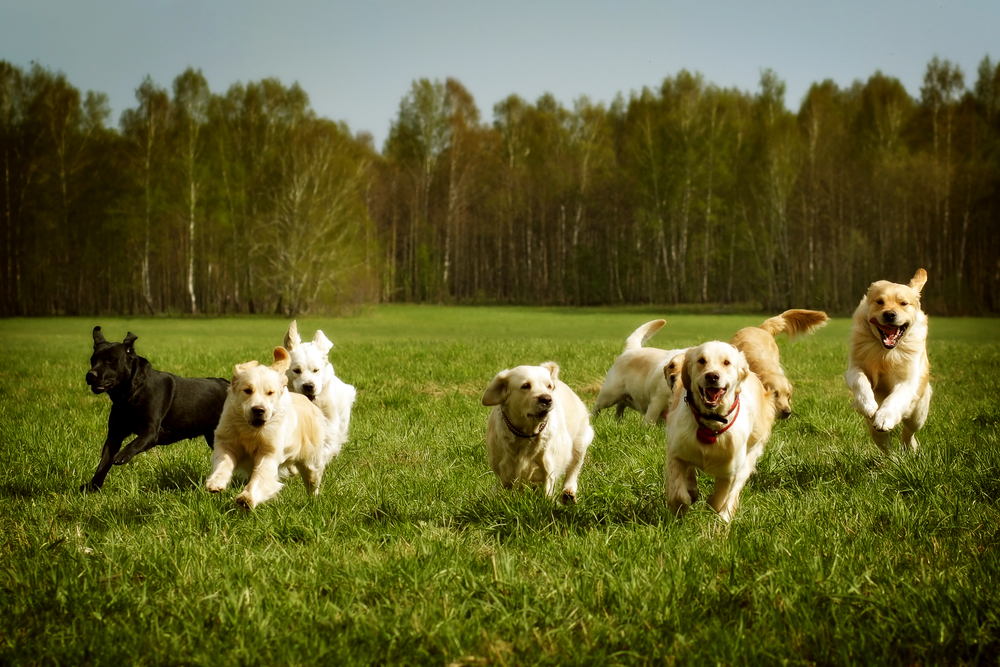 Petland Pembroke Pines picture of cute Golden Retrievers running in a field.