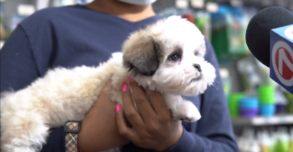 Petland_puppy_donate