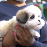 Petland_puppy_donate