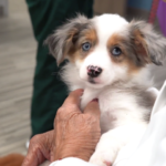 petland_puppies_memorial