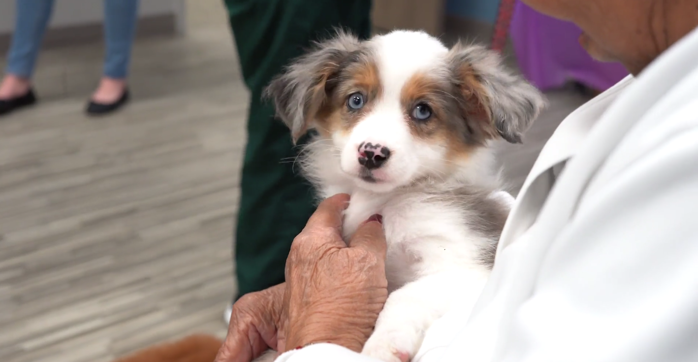 petland_puppies_memorial