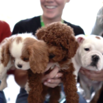 Petland_WOW_Center_puppies