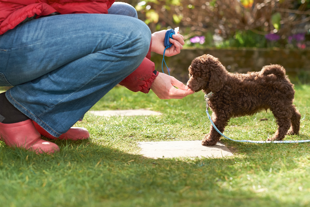 Petland_pup_training