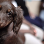 Petland_puppies_Community_Connections