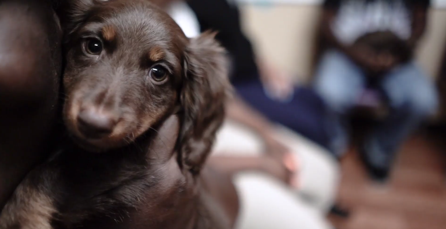 Petland_puppies_Community_Connections