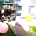 Petland_puppies_Easter_egg_blast