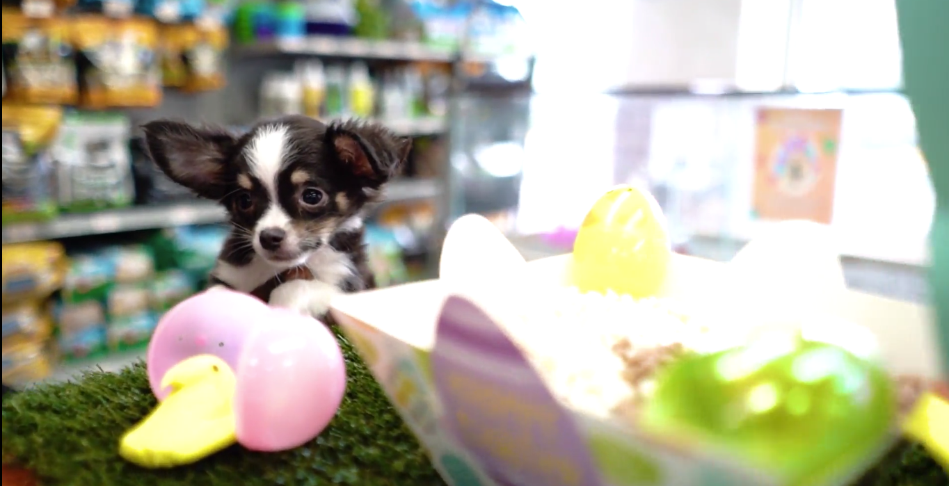 Petland_puppies_Easter_egg_blast