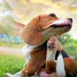 Petland_puppies_allergies