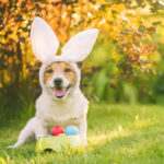 Petland_puppy_Easter