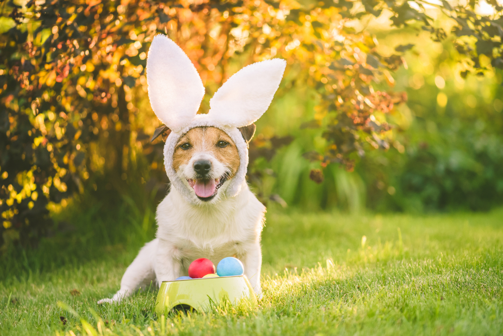 Petland_puppy_Easter