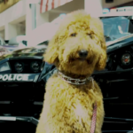 Petland_puppy_car_show