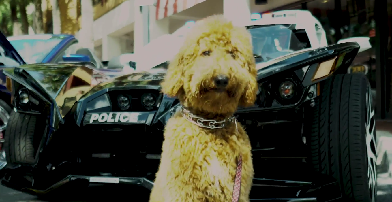 Petland_puppy_car_show