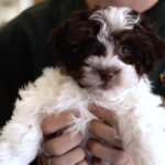 Petland_puppy_community_center