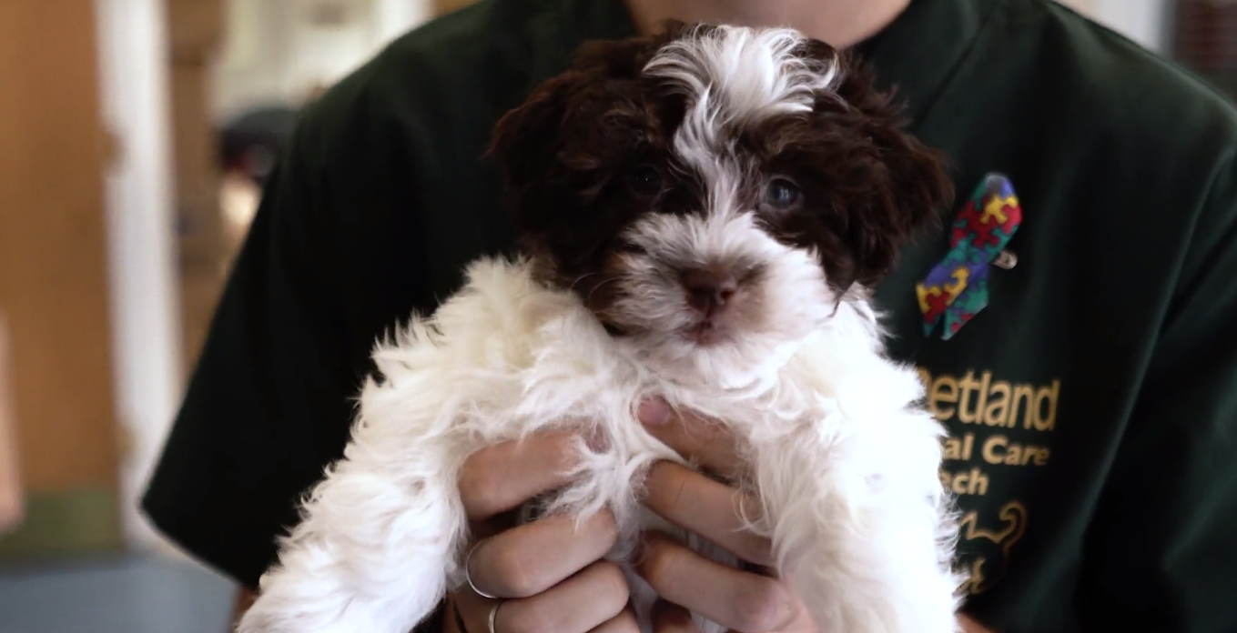 Petland_puppy_community_center