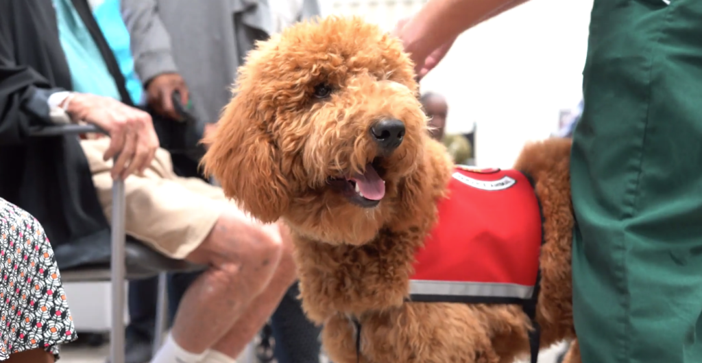 Petland_puppy_meorial_adult_day_care