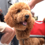 Petland_puppy_meorial_adult_day_care