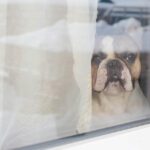 Petland_puppy_window