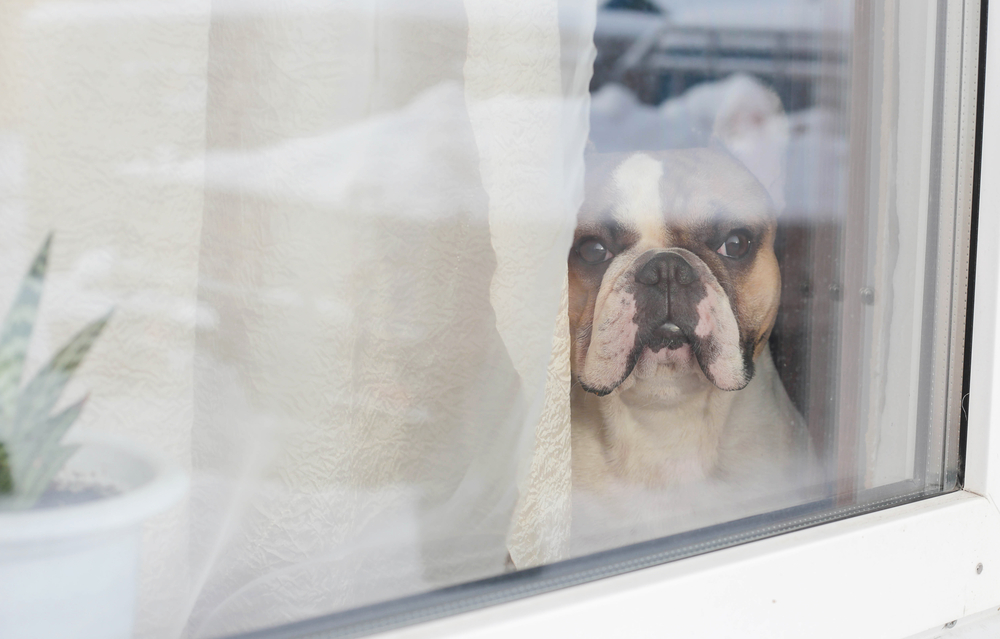 Petland_puppy_window