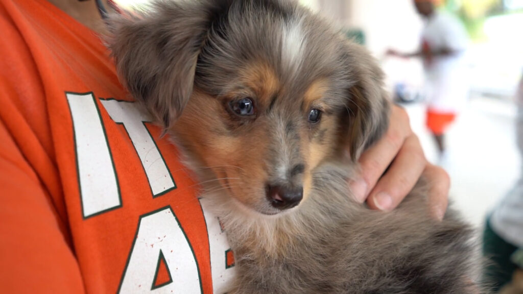 Petland puppy visiting patients at the WOW center.