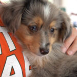 Petland puppy visiting patients at the WOW center.