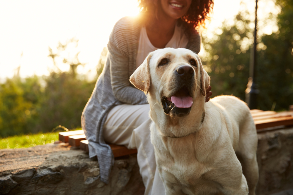 Petland picture of African American mom with Labrador Retriever dog sitting with a field inn the background.
