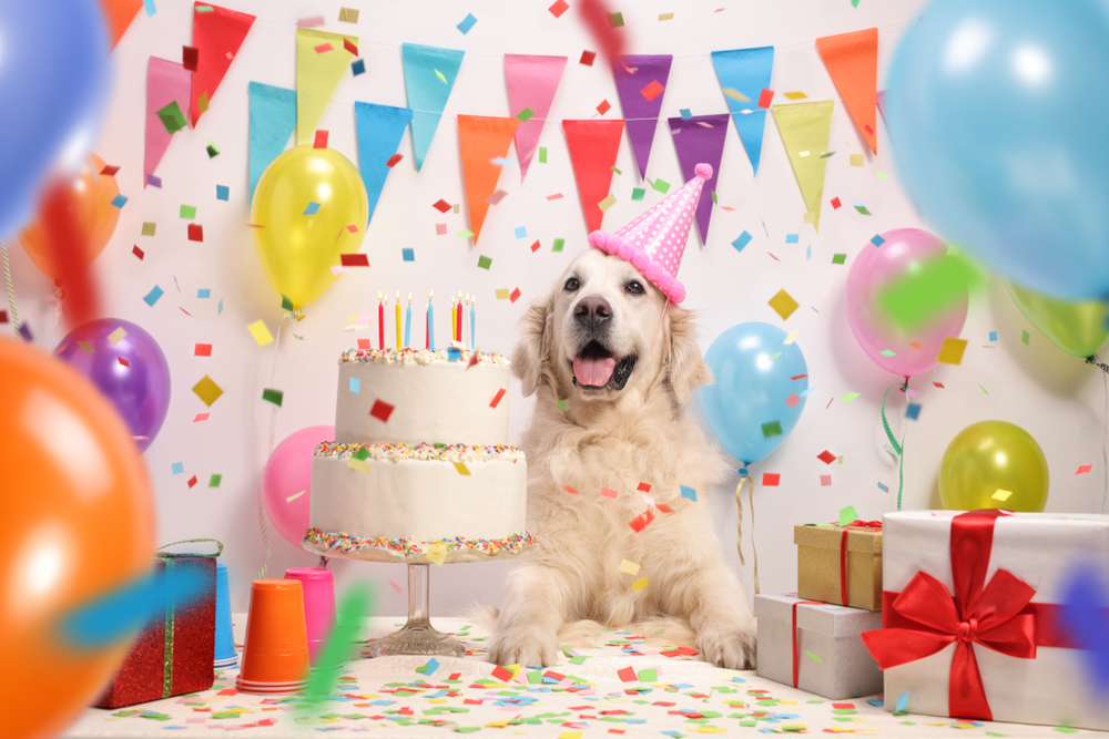 Petland Labrador Retriever puppy with a birthday cake and birthday decorations.