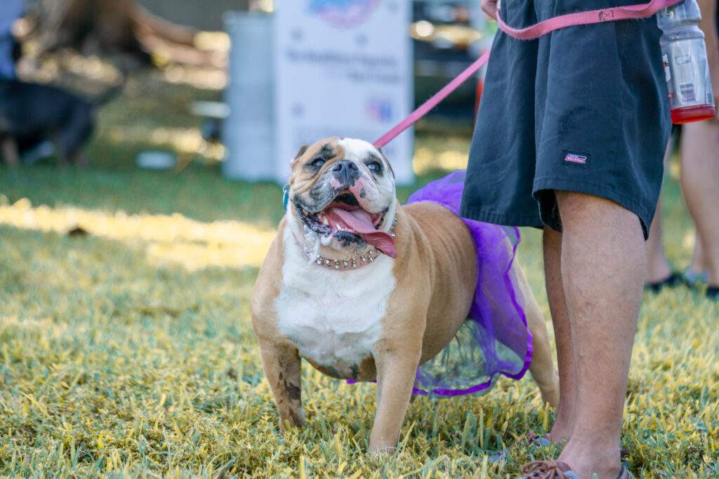 Petland American Bulldog in costume at Bow Wow Ween.